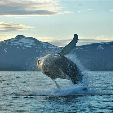 Whale watching boat tour in Eyjafjörður near Akureyri